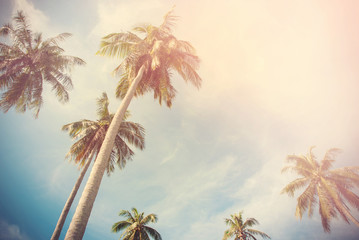 Fototapeta na wymiar Group Tropical Palm Trees Toned Landscape Holiday