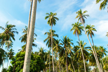 Fototapeta premium Group Tropical Palm Trees Nature Background