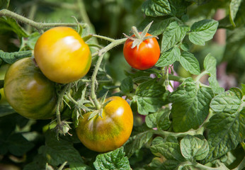 Tomatoes in the hothouse