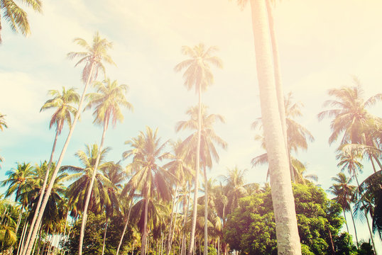 Group Tropical Palm Trees Toned Effect Landscape