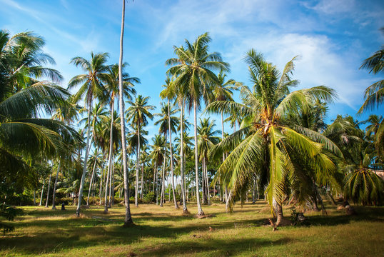 Palm Trees Park Jungle Blue Sky Nature Landscape