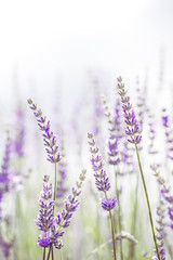 Obraz premium Lavender flower in the garden,park,backyard,meadow blossom in th