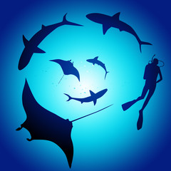 Shark and diver, swimming with sharks