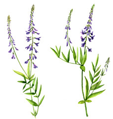 Set of watercolor drawing flowers