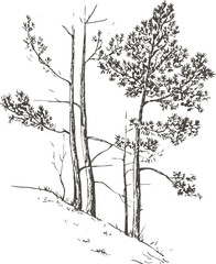 pine trees at hill