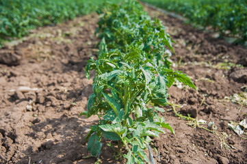 Rows of tomato plants