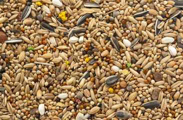 bird seed for parrots © cynoclub