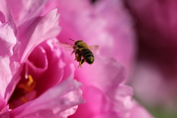 Arrivée sur Rhododendron