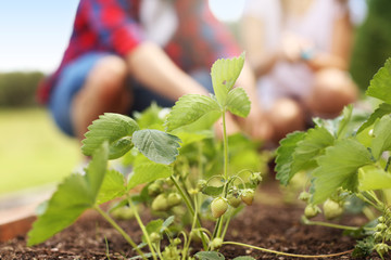 Young couple working in the garden
