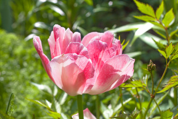 Pink terry tulip in the garden on green blurred background