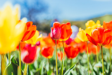 Fototapeta premium Tulip. Beautiful bouquet of tulips. colorful tulips.