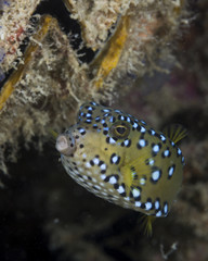 Juvenile female boxfish wandering around the coral reef