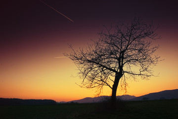 Arbre au coucher de soleil