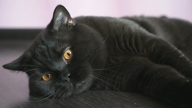 Черный кот британец