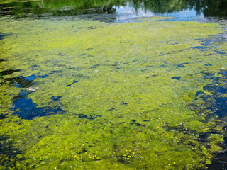 Green algae on a surface of the lake