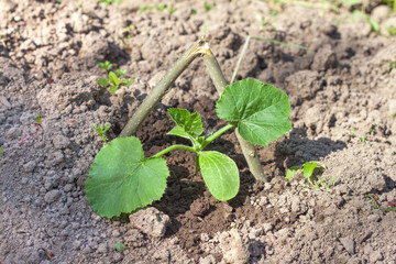 Young zucchini in the garden on the bed