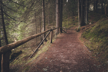 Forest path at summer morning