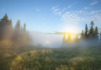 Foggy morning summer countryside landscape