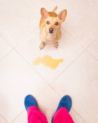dog pee owner at home