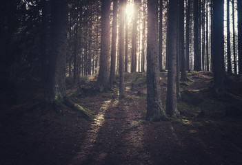 Fototapeta premium Dark mystical forest at sunny morning