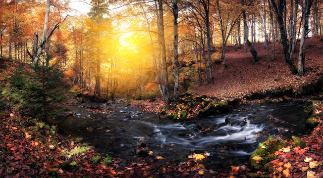 Fototapeta Creek at autumn colors forest