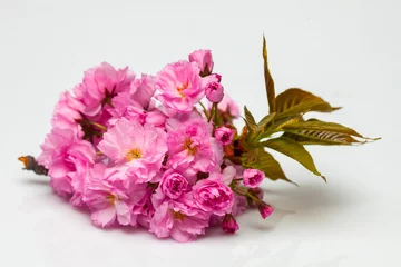 Photo sur Plexiglas Fleur de cerisier Pink cherry sakura blossom flowers