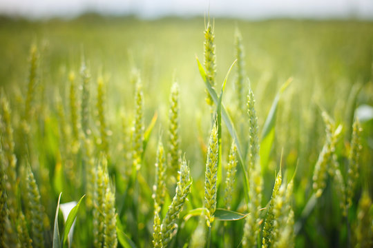 biofuel; wheat field; wheat ear, Russia