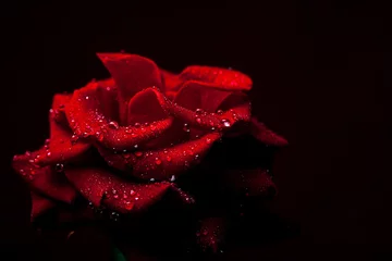 Photo sur Aluminium Roses Rose rouge avec des gouttes d& 39 eau