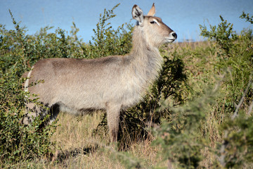 Waterbuck cow standing alert to activity in the bush
