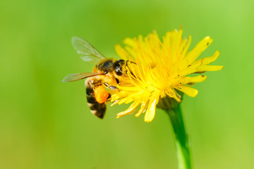 Honey bee collecting pollen