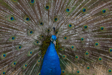 Obraz premium Male Peacock Displaying
