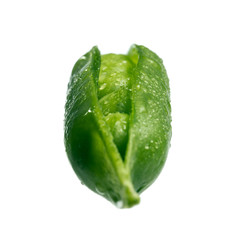 Fresh pea pod covered with water drops isolated on white background