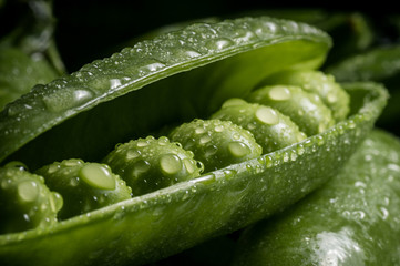 The image of fresh pea pod covered with water droplets, close-up