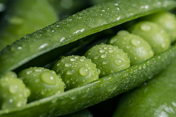 The image of fresh pea pod covered with water droplets, close-up