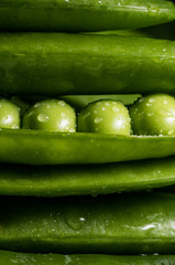 The image of fresh pea pod covered with water droplets, close-up