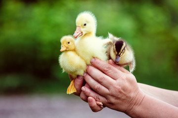 Man holds in his hands a goose and two ducks.