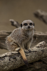 Meerkat sat on Log
