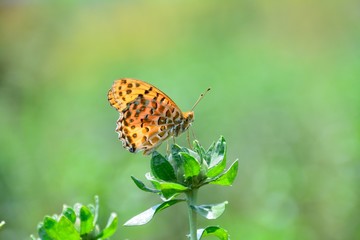 Obraz premium 紅花の蕾につまぐろ