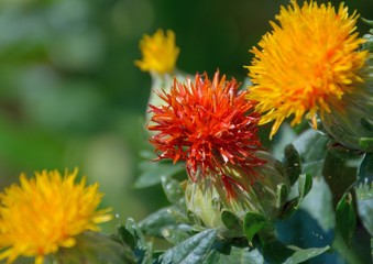 紅花が咲き始める