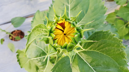 Close-up of the green bud of a sunflower.