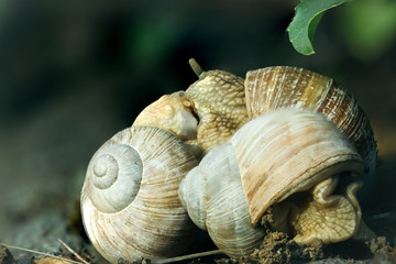 few snails in shells