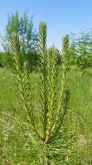 Young pine sprouts