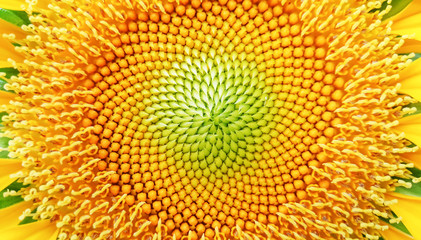 Fototapeta premium Closeup of yellow beautiful sunflower