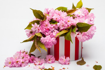 Cherry sakura in paper box