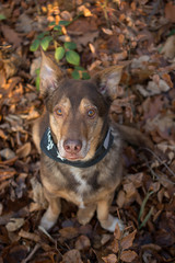 Dog sitting in the leaves and looks into the camera