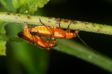 Common Red Soldier Beetle, Rhagonycha fulva