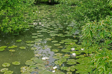 Small lake with white and yellow Lotus Flower and Willow