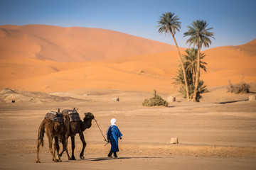Berber man leading caravan, Hassilabied, Sahara Desert, Morocco - 113877512