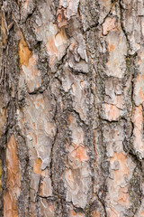 Bark of Scotch pine tree as background