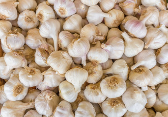 Heap of white garlic bulbs on market